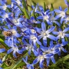 Chionodoxa forbesii 'Blue Giant'