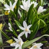 Chionodoxa luciliae 'Alba'