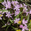 Chionodoxa luciliae 'Rose Queen'