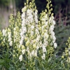 Aconitum napellus 'Album'