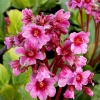 Bergenia 'Morgenröte'