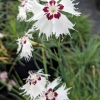 Dianthus spiculifolius