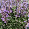 Nepeta x faassenii 'Purrsian Blue'