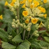 Primula veris 'Cabrillo Yellow'