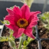 Pulsatilla vulgaris 'Rosen Glocke'