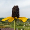 Rudbeckia maxima