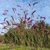 Sanguisorba tenuifolia 'Pink Elephant'