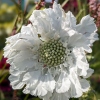 Scabiosa caucasica 'Fama White'