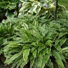 Hosta 'Stiletto'