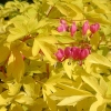 Dicentra spectabilis 'Gold Heart'